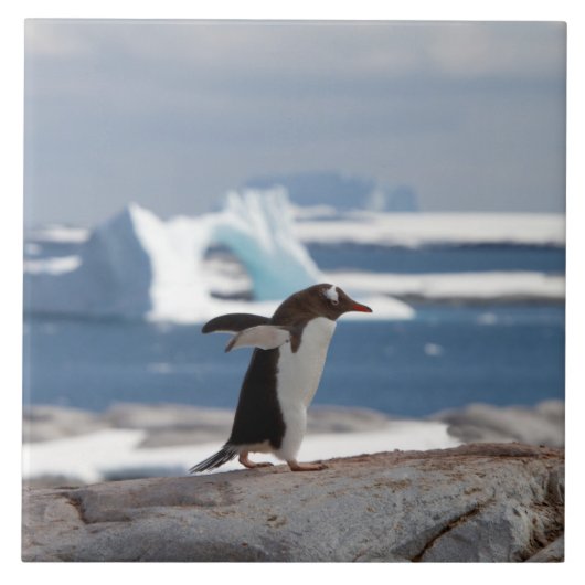 Pinguin vor einem Eisbogen Fliese (Vorderseite)