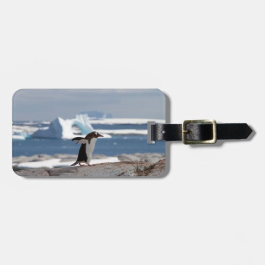 Pinguin vor einem Eisbogen Gepäckanhänger (Vorderseite horizontal)