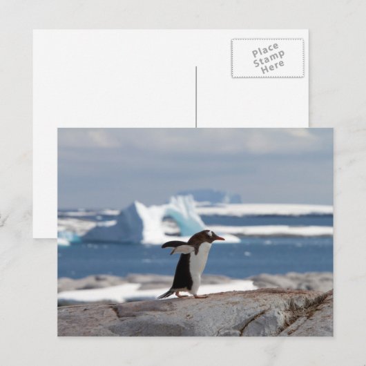 Pinguin vor einem Eisbogen Postkarte (Vorne/Hinten)