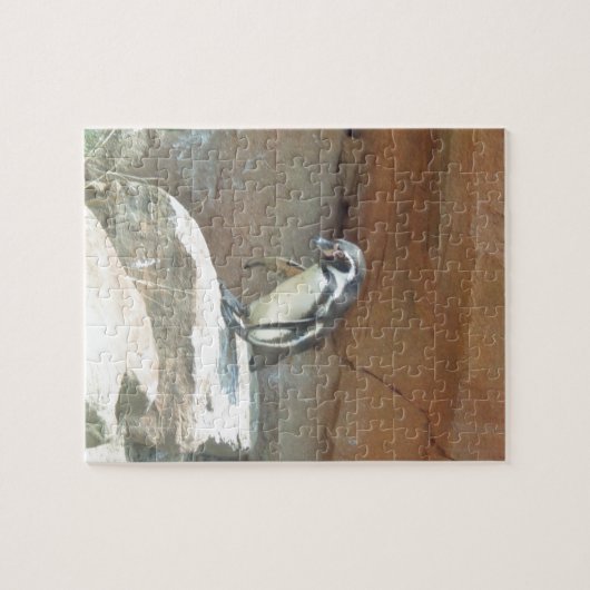Pinguin, Wildtiere, Tiere, Wildvögel, Zoo, Sommer Puzzle (Horizontal)