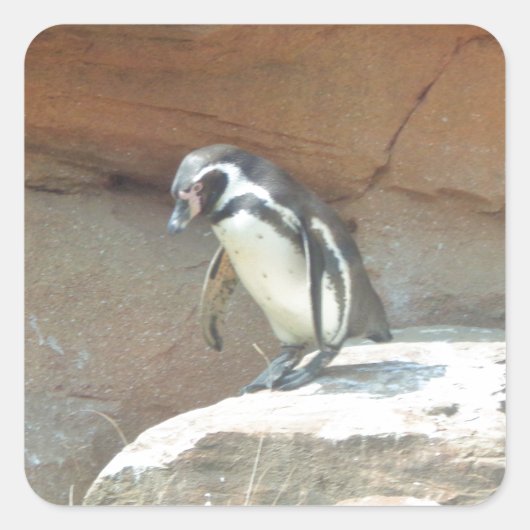 Pinguin, Wildtiere, Tiere, Wildvögel, Zoo, Sommer Quadratischer Aufkleber (Vorderseite)