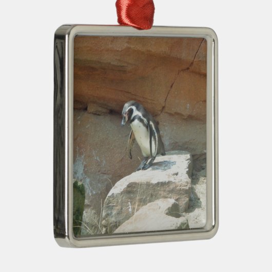 Pinguin, Wildtiere, Tiere, Wildvögel, Zoo, Sommer Silbernes Ornament (Rechts)