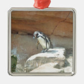 Pinguin, Wildtiere, Tiere, Wildvögel, Zoo, Sommer Silbernes Ornament (Vorne)