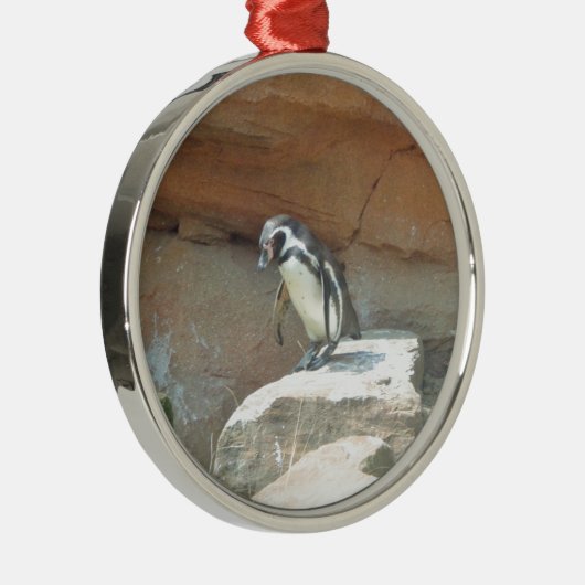 Pinguin, Wildtiere, Tiere, Wildvögel, Zoo, Sommer Silbernes Ornament (Rechts)