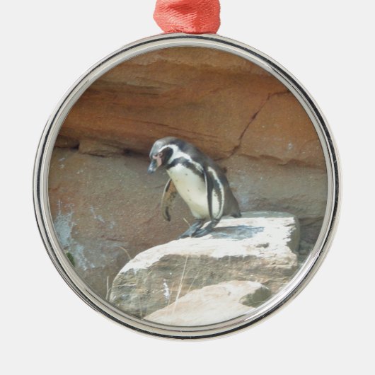 Pinguin, Wildtiere, Tiere, Wildvögel, Zoo, Sommer Silbernes Ornament (Vorne)