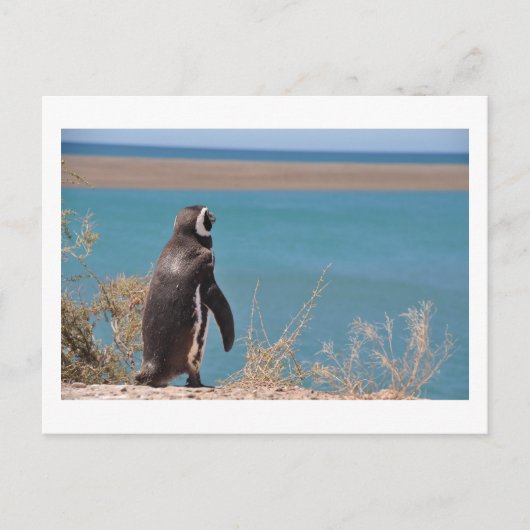 Pinguin will zu gehen postkarte (Vorderseite)