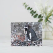 Pinguin with a chick postkarte (Stehend Vorderseite)