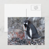 Pinguin with a chick postkarte (Vorne/Hinten)