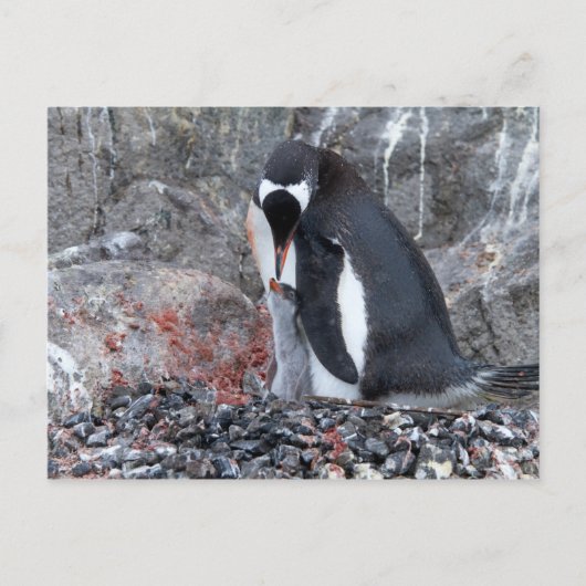 Pinguin with a chick postkarte (Vorderseite)