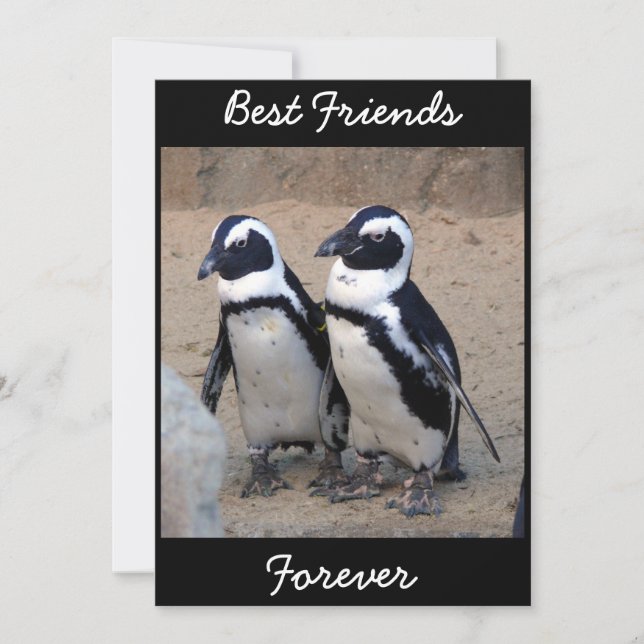 Pinguine (Vorderseite)