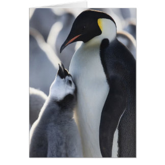 Pinguine!