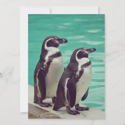 Pinguine (Rückseite)