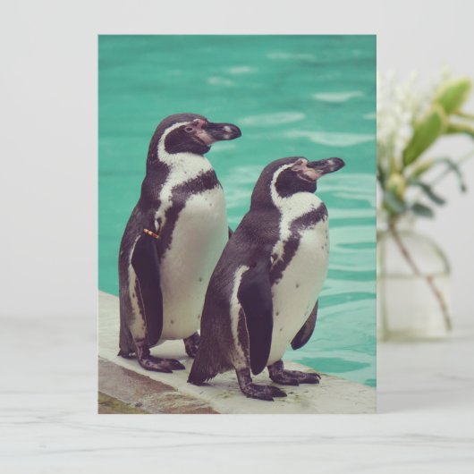 Pinguine (Stehend Vorderseite)