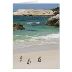 Pinguine am Boulders Beach, Simons Town, Süd 2