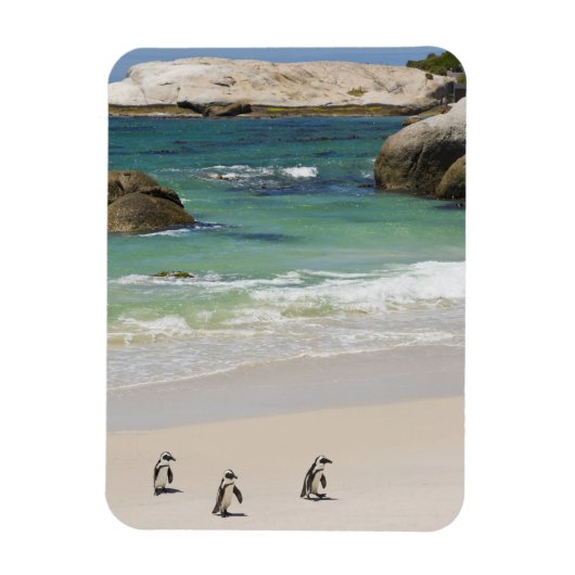 Pinguine am Boulders Beach, Simons Town, Süd 2 Magnet (Vertikal)