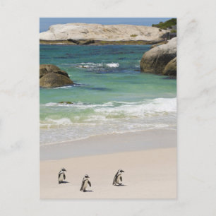 Pinguine am Boulders Beach, Simons Town, Süd 2 Postkarte
