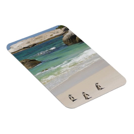 Pinguine am Boulders Beach, Simons Town, Süden 2 Magnet (Rechte Seite)