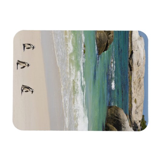 Pinguine am Boulders Beach, Simons Town, Süden 2 Magnet (Horizontal)