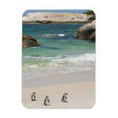 Pinguine am Boulders Beach, Simons Town, Süden 2 Magnet (Vertikal)