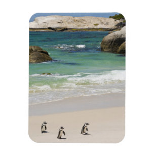 Pinguine am Boulders Beach, Simons Town, Süden 2 Magnet