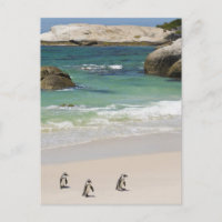 Pinguine am Boulders Beach, Simons Town, Süden 2