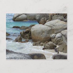 Pinguine am Strand Postkarte