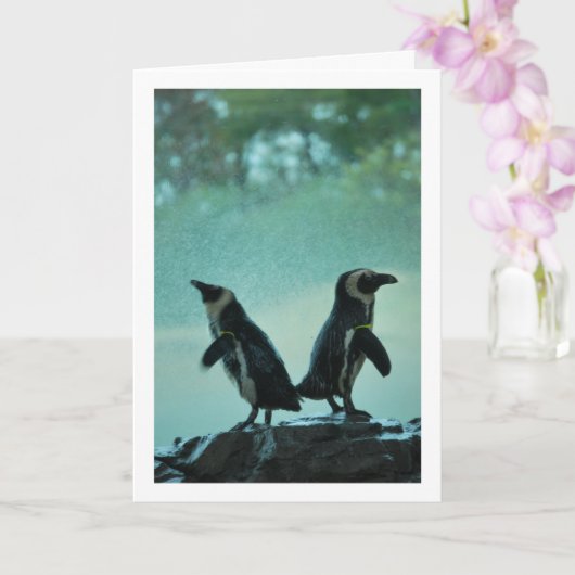 Pinguine auf dem Felsenportrait Karte (Orchidee)