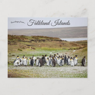 Pinguine auf den Falklandinseln Postkarte