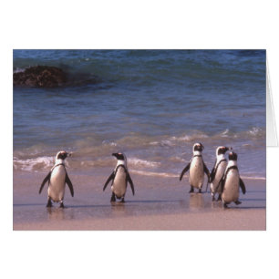 Pinguine auf der Strand Karte