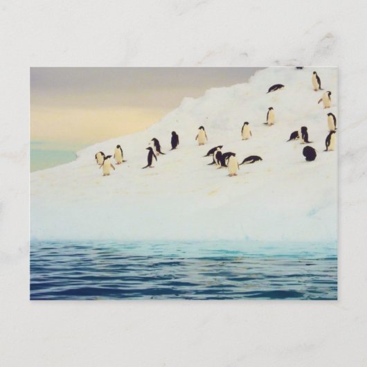 Pinguine auf Eis, Postkarte (Vorderseite)