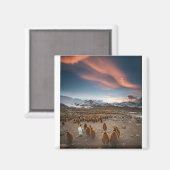 Pinguine bei Sunset Magnet (Vorderseite/Rückseite)