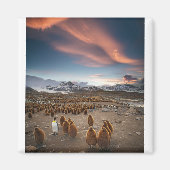 Pinguine bei Sunset Magnet (Vorne)