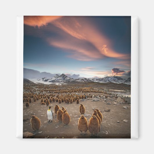 Pinguine bei Sunset Magnet (Vorne)