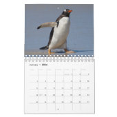 Pinguine Calendar Kalender (Jan 2026)