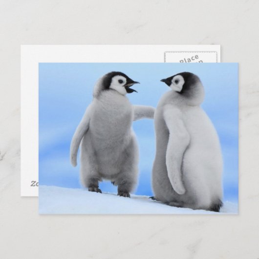 Pinguine Chatting - Postkarte (Vorne/Hinten)