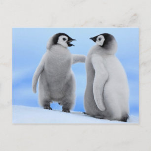 Pinguine Chatting - Postkarte