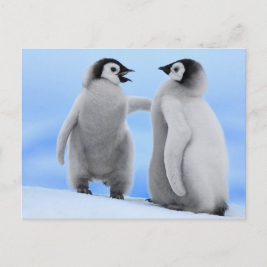 Pinguine Chatting - Postkarte (Vorderseite)