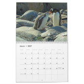 Pinguine der Antarktis Kalender (Mär 2027)