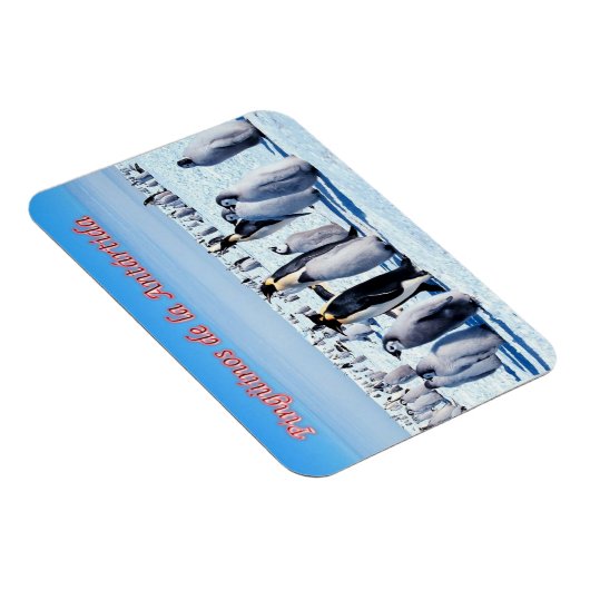 Pinguine der Antarktis - Magnet (Rechte Seite)