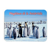 Pinguine der Antarktis - Magnet (Horizontal)