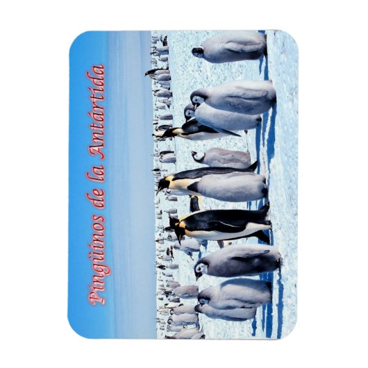 Pinguine der Antarktis - Magnet (Vertikal)