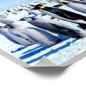 Pinguine der Antarktis - Poster (Ecke)