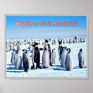 Pinguine der Antarktis - Poster