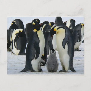 Pinguine der Familie Postkarte