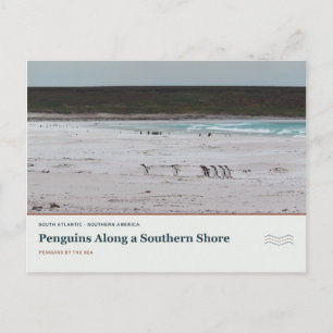 Pinguine entlang einer südlichen Küste Postkarte