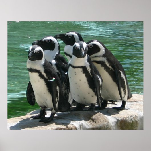 Pinguine Foto Print Poster (Vorne)