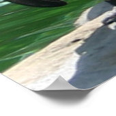 Pinguine Foto Print Poster (Ecke)