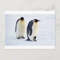 Pinguine Frost-Eis-Snowbird-Wetter-niedliche Tiere
