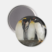 Pinguine im Zoo Magnet (Vorderseite/Rückseite)