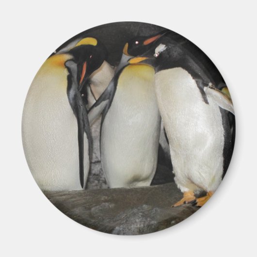 Pinguine im Zoo Magnet (Vorne)